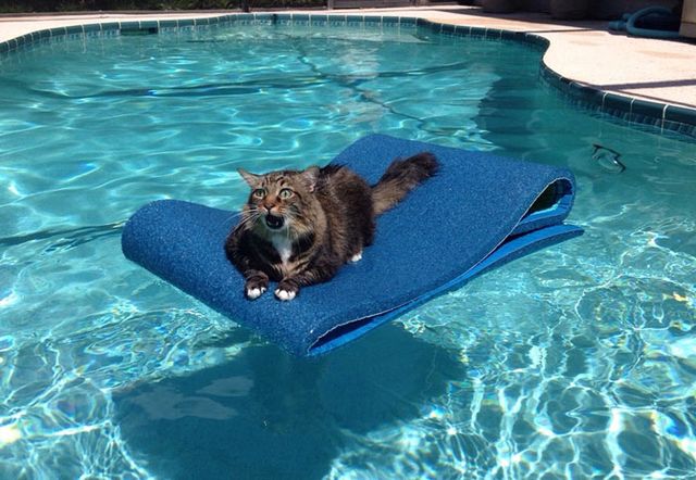 Actually_an_otter - фото 481433