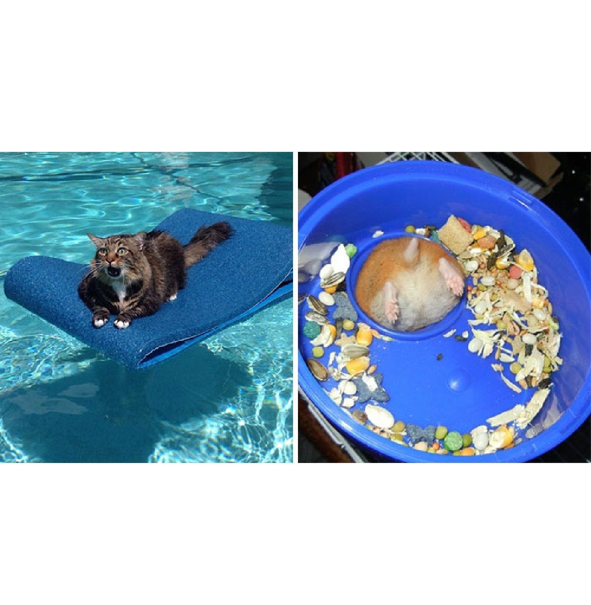 Тварини, які застрягли - фото 1