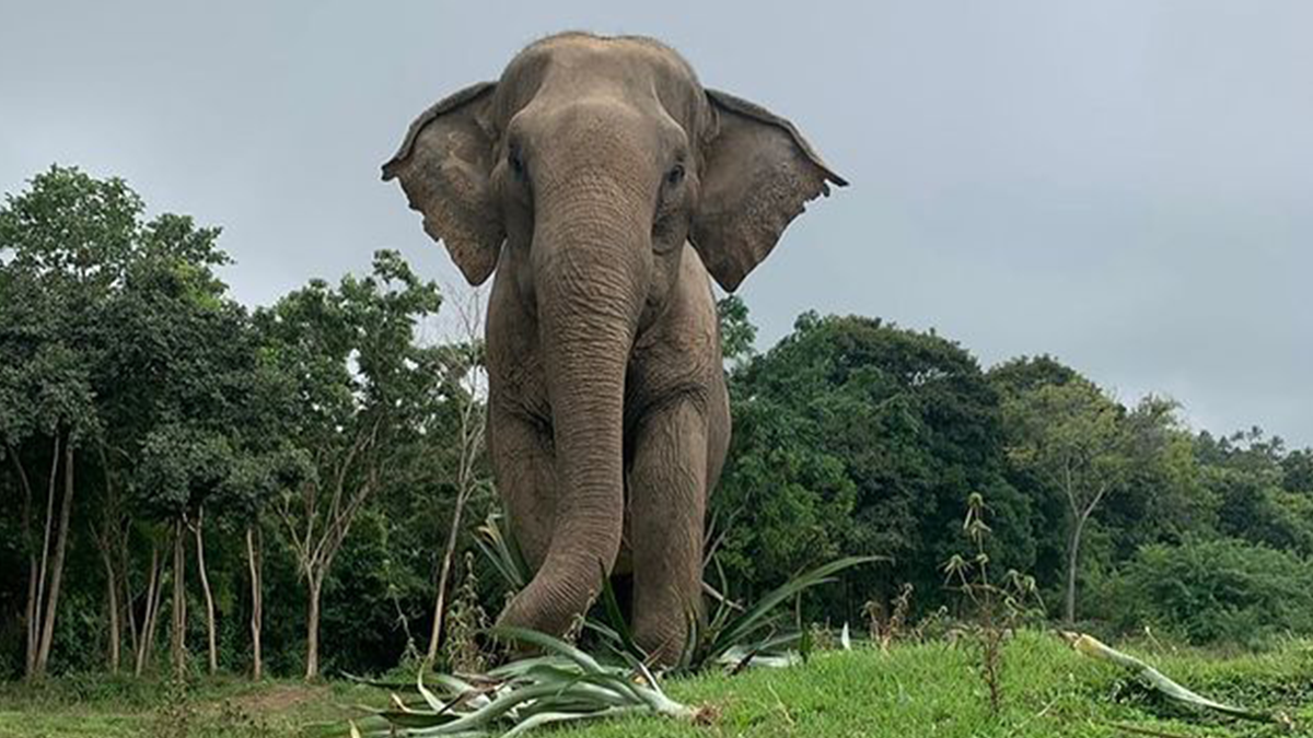 Пустотливе слоненя розтоптало святковий торт та стало зіркою мережі: кумедне відео - фото 1