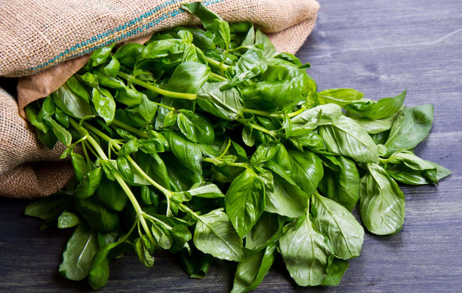 Базилік - фото 1