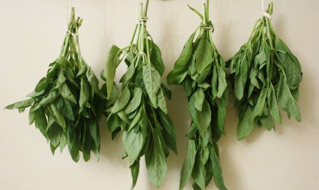 Чим корисний базилік- фото 482748