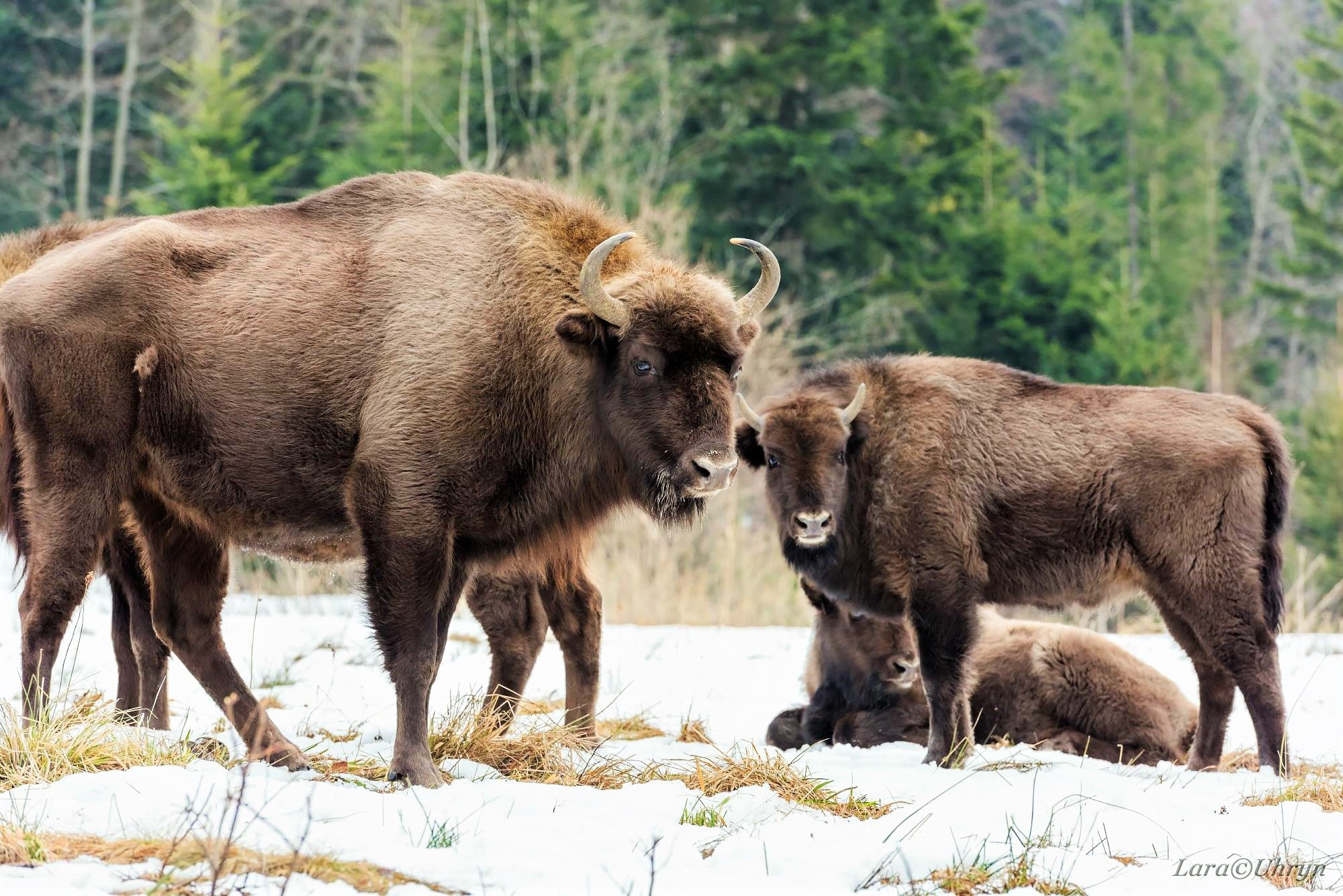 У Карпати повернулися тварини, яких не було там декілька століть