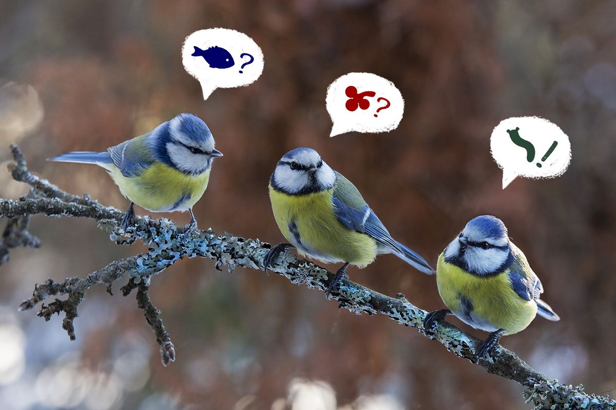 На звання "Птах року" вперше претендувала не птиця: хто може отримати перемогу у конкурсі