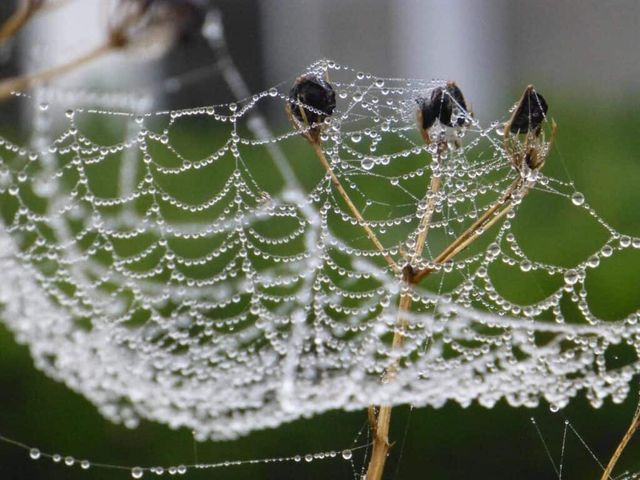 Павутиння- фото 483371