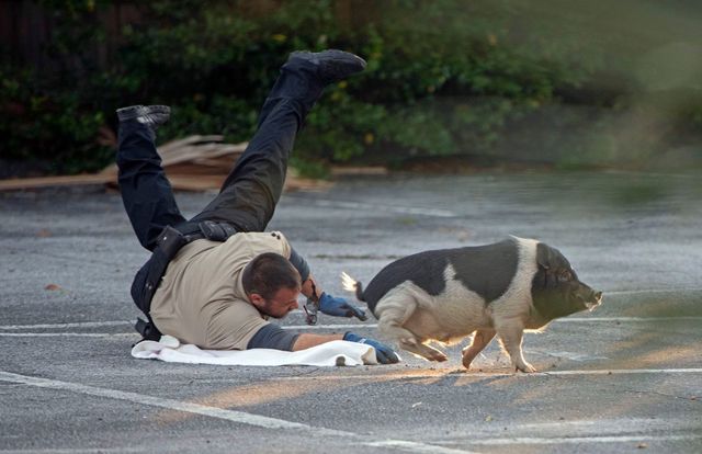 Поліціянти у США годину ганялися за свинею: фотозвіт вийшов епічним - фото 483658