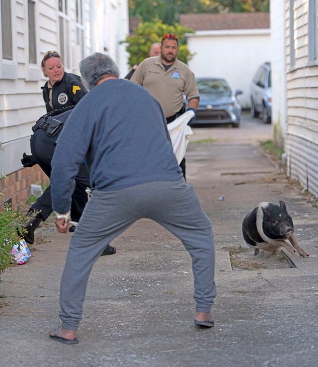 Поліціянти у США годину ганялися за свинею: фотозвіт вийшов епічним - фото 483660