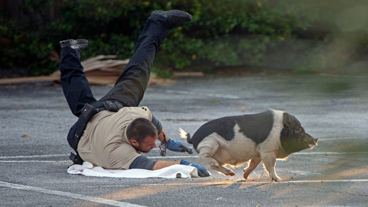 Поліціянти у США годину ганялися за свинею: фотозвіт вийшов епічним - фото 1