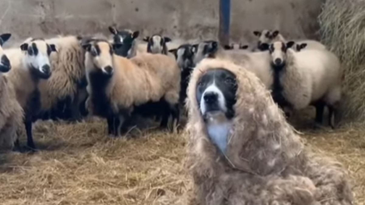 Кумедний собака замаскувався під вівцю і пробрався в череду: курйозне відео - фото 1