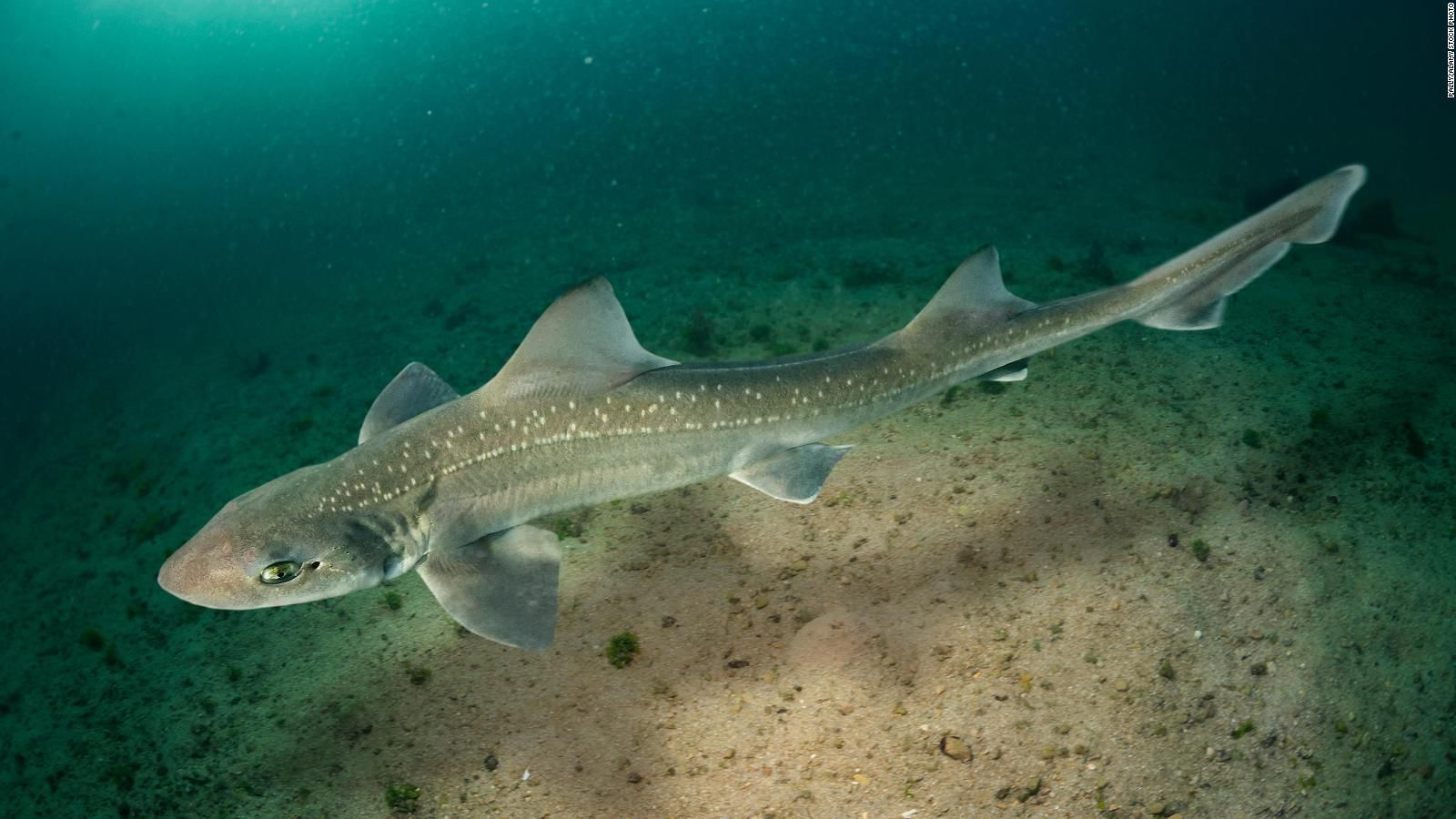 У річці Темзі біля Лондона помітили отруйних акул