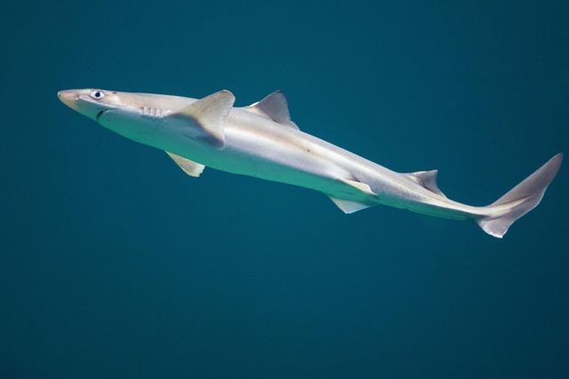 У річці Темзі біля Лондона помітили отруйних акул - фото 484270