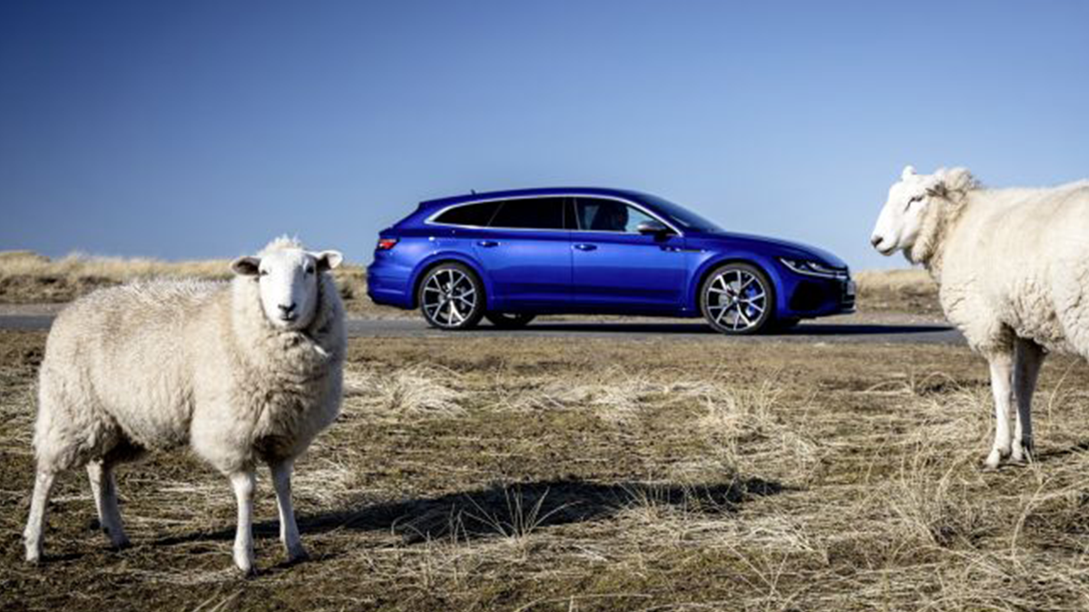 Завод Volkswagen у США взяв на роботу овець та віслюків, і ось для чого - фото 1