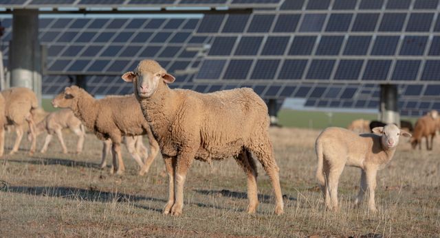 Завод Volkswagen у США взяв на роботу овець та віслюків, і ось для чого - фото 484303