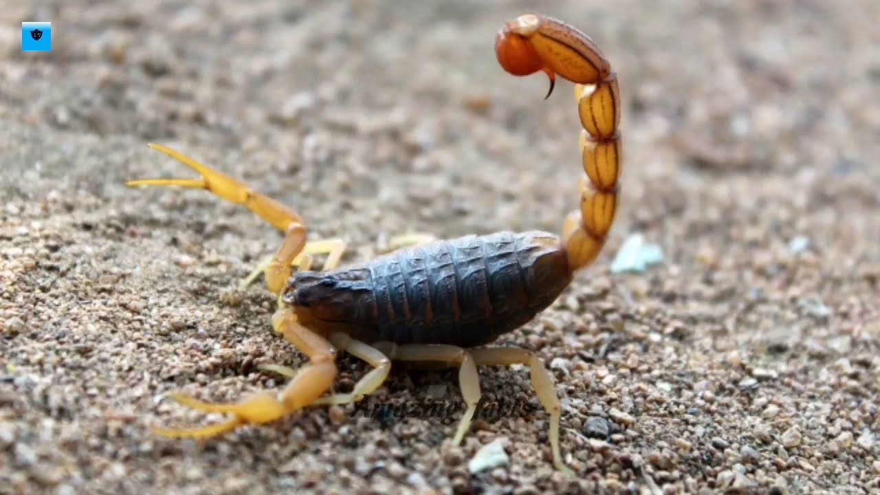 Курорте місто Єгипту заполонили смертоносні скорпіони