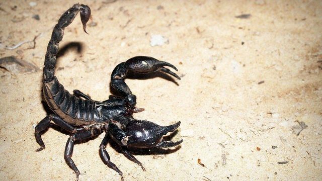 Курорте місто Єгипту заполонили смертоносні скорпіони - фото 484494