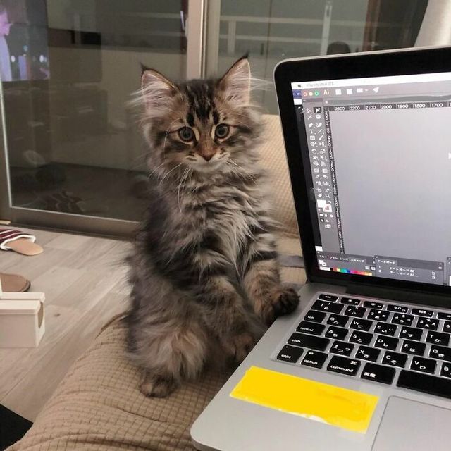 Емоційніший, ніж люди: цей кіт підкорив мережу своїм виглядом - фото 484562