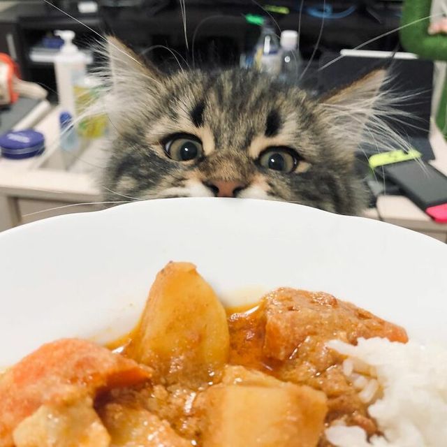 Емоційніший, ніж люди: цей кіт підкорив мережу своїм виглядом - фото 484563