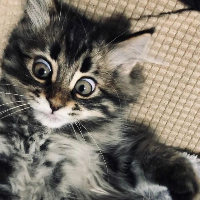 Емоційніший, ніж люди: цей кіт підкорив мережу своїм виглядом - фото 484567