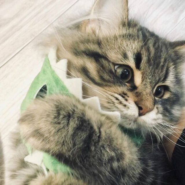 Емоційніший, ніж люди: цей кіт підкорив мережу своїм виглядом - фото 484570