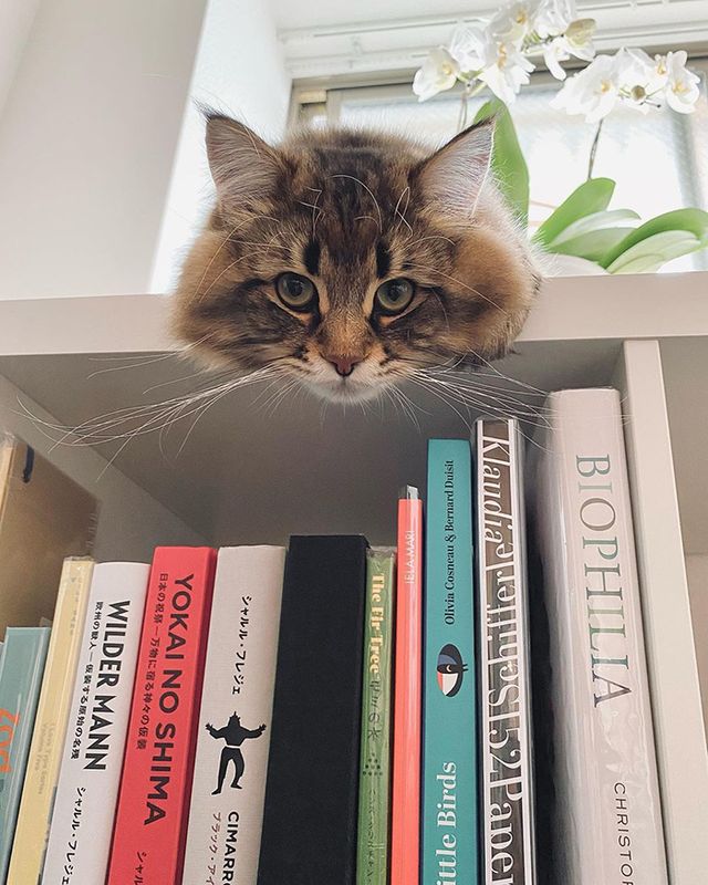 Емоційніший, ніж люди: цей кіт підкорив мережу своїм виглядом - фото 484573