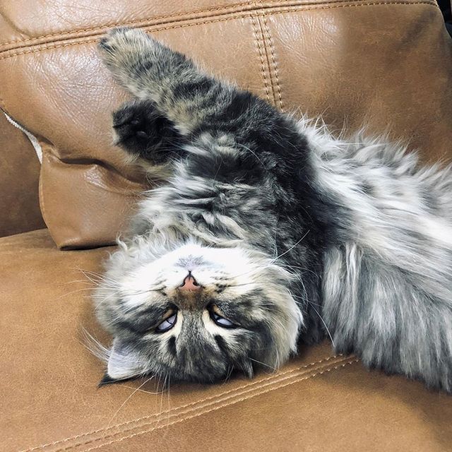 Емоційніший, ніж люди: цей кіт підкорив мережу своїм виглядом - фото 484574