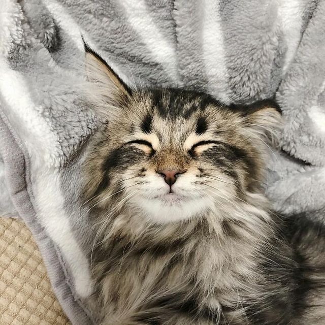 Емоційніший, ніж люди: цей кіт підкорив мережу своїм виглядом - фото 484576