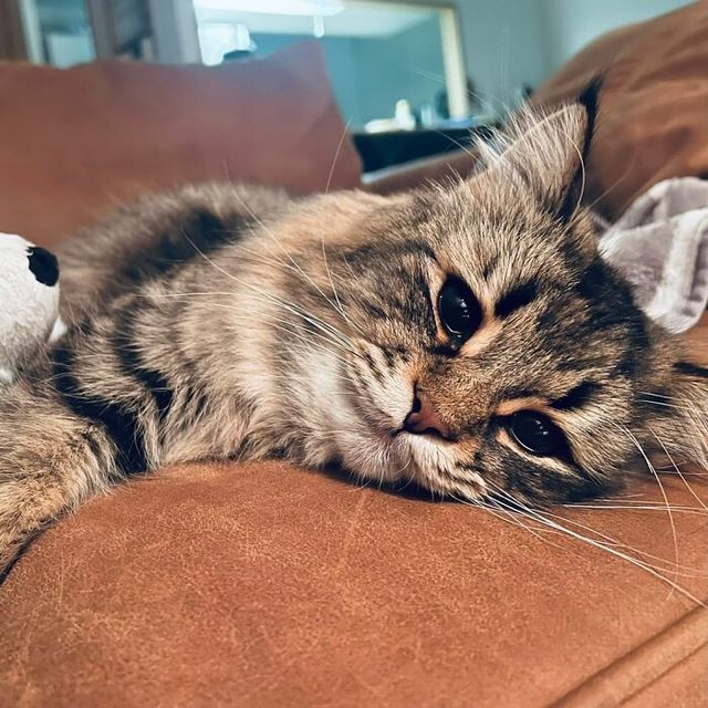 Емоційніший, ніж люди: цей кіт підкорив мережу своїм виглядом - фото 484577