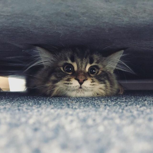 Емоційніший, ніж люди: цей кіт підкорив мережу своїм виглядом - фото 484578