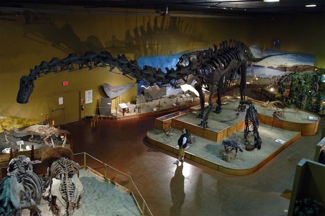 Дослідники визначили, який динозавр був найдовшим - фото 484722