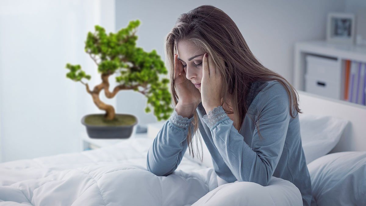 Рослини - фото 1