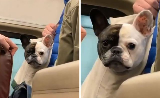 Собаки у сумках: кумедні та епічні фото з пухнастими мандрівниками - фото 484930