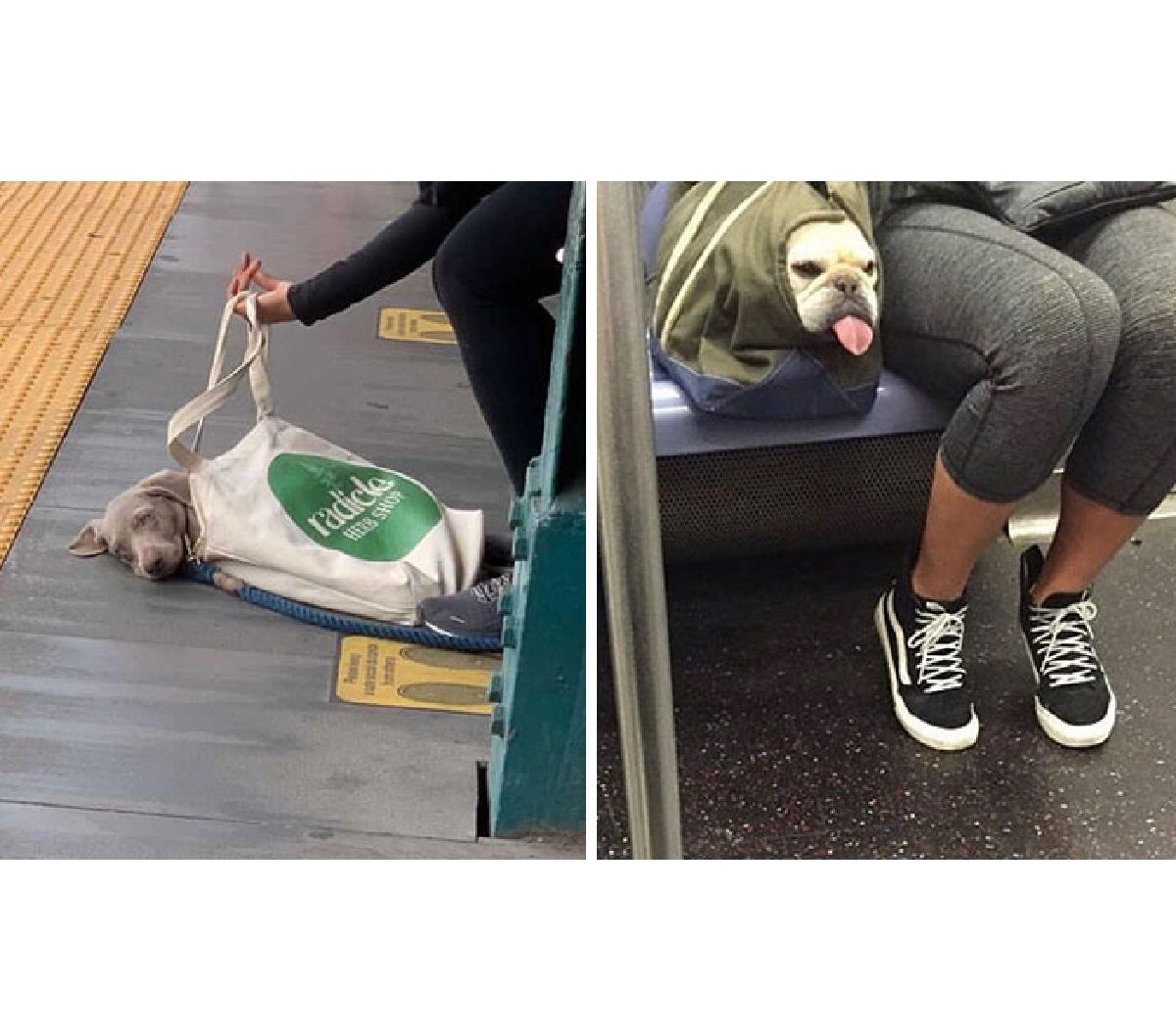 Собаки у сумках: кумедні та епічні фото з пухнастими мандрівниками