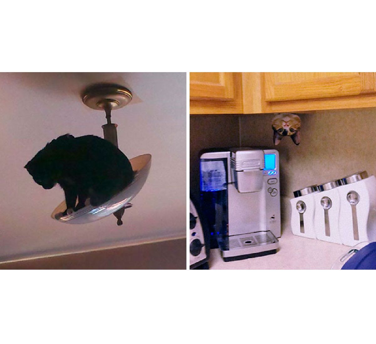 Коти у дивних місцях: у мережі діляться епічними фото своїх улюбленців