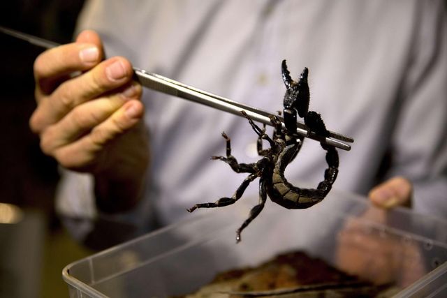 У Єгипті повідомили про нашестя скорпіонів: фото - фото 485091