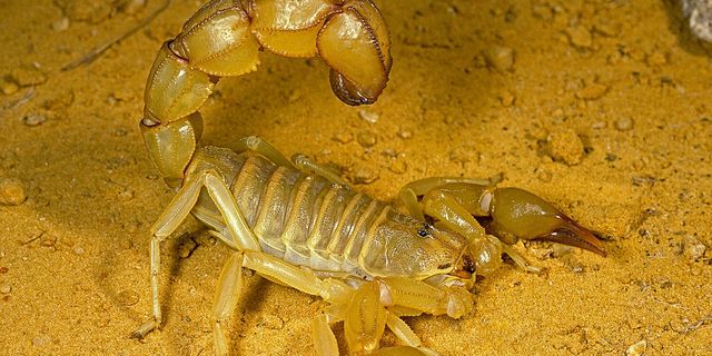 У Єгипті повідомили про нашестя скорпіонів: фото - фото 485093