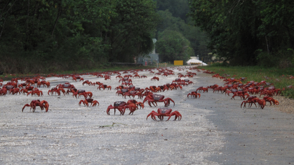 Острів Різдва заповнили мільйони червоних крабів: видовищні кадри