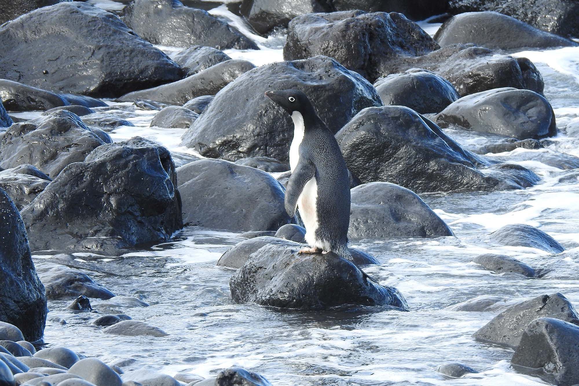 Пінгвін - фото 1