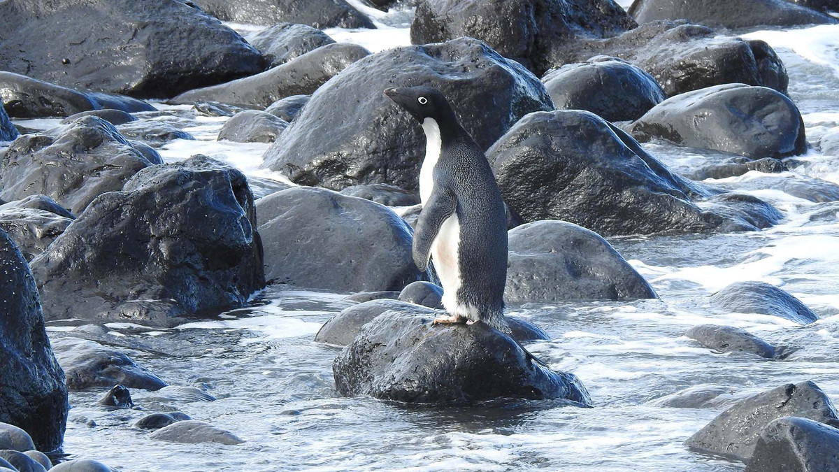 Пінгвін - фото 1