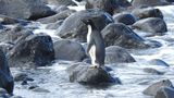 Пінгвін-мандрівник дістався з Антарктиди до Нової Зеландії