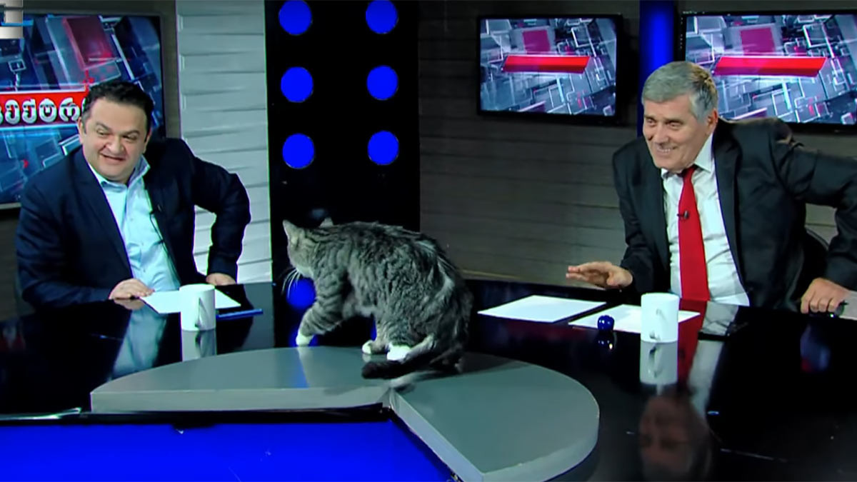 У Грузії кіт перервав прямий ефір політичного шоу: курйозне відео - фото 1