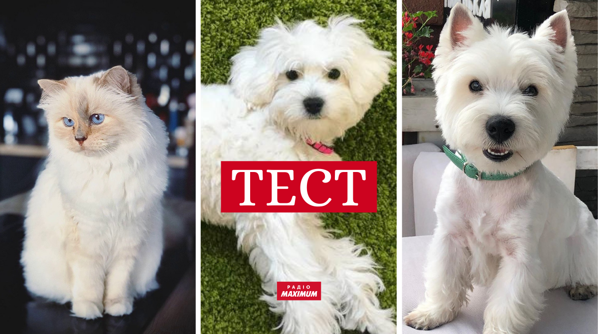 День домашніх тварин – 30 листопада - фото 1