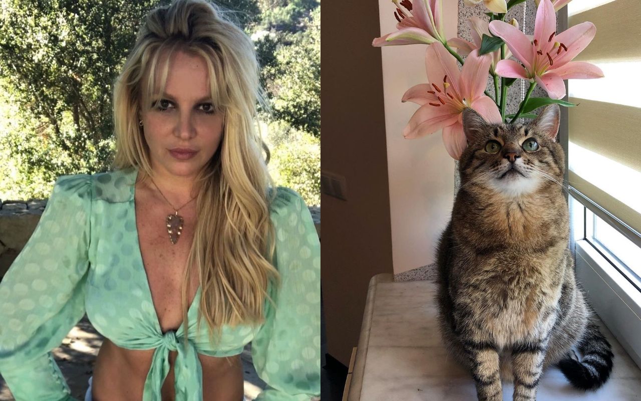 Кіт Степан з Харкова став зіркою інстаграму Брітні Спірс