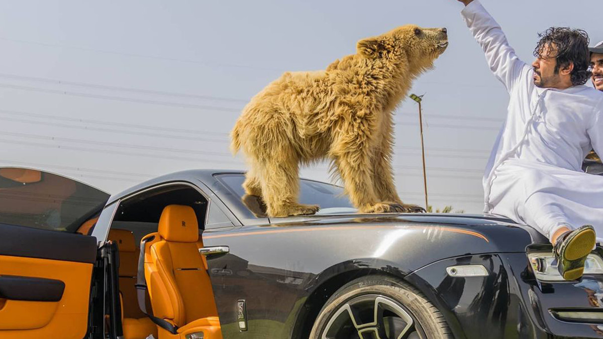 Ведмідь випадково відірвав двері у розкішного Lamborghini: епічне відео - фото 1