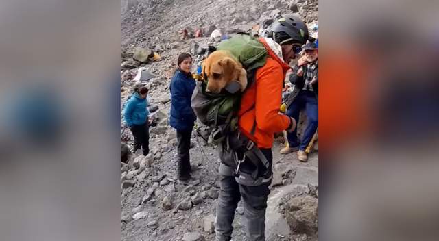 Альпіністи піднялися на найвищий пік Мексики, щоб врятувати бездомного пса - фото 486265
