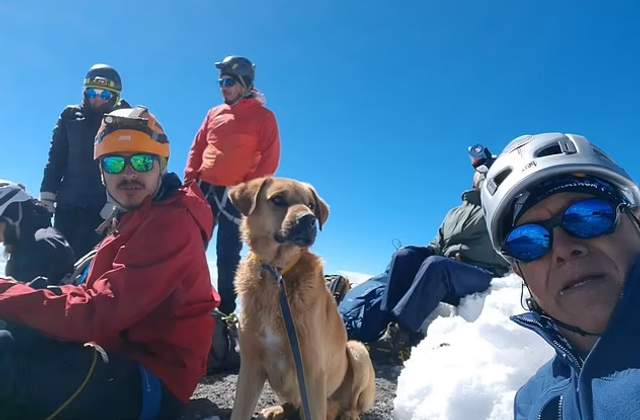Альпіністи піднялися на найвищий пік Мексики, щоб врятувати бездомного пса - фото 486266