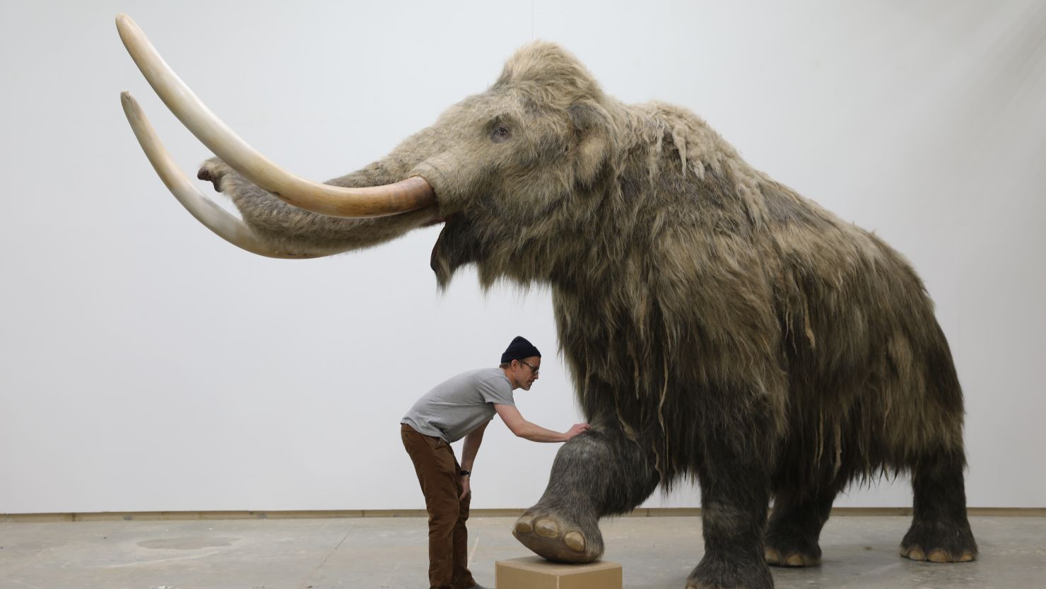 На дні Тихого океану знайдено бивень мамонта: фотофакт