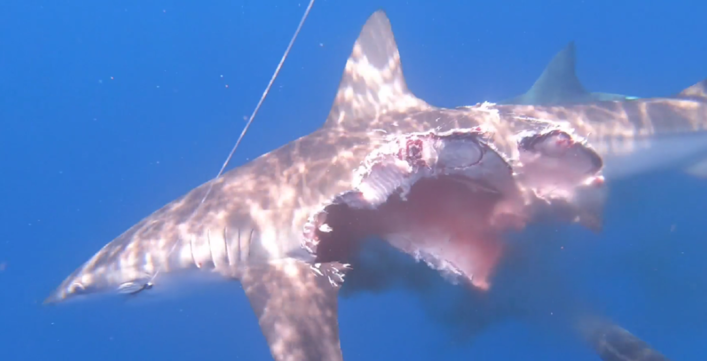 Учений зняв на відео, як напівз'їдена акула не припиняла плавати: кадри не для слабкодухих