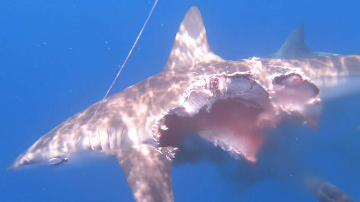 Учений зняв на відео, як напівз'їдена акула не припиняла плавати: кадри не для слабкодухих - фото 1