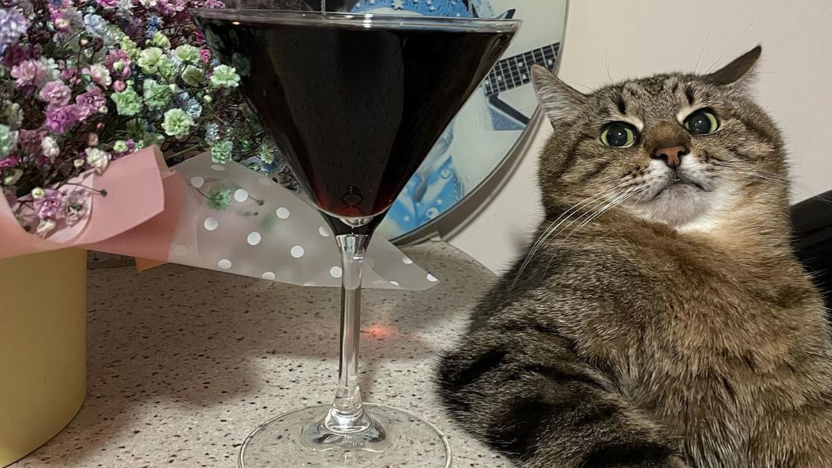 Кіт Степан - фото 1