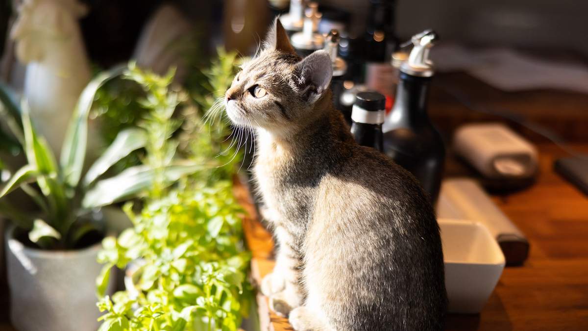 Суворий кіт на кухні розвеселив Reddit - фото 1