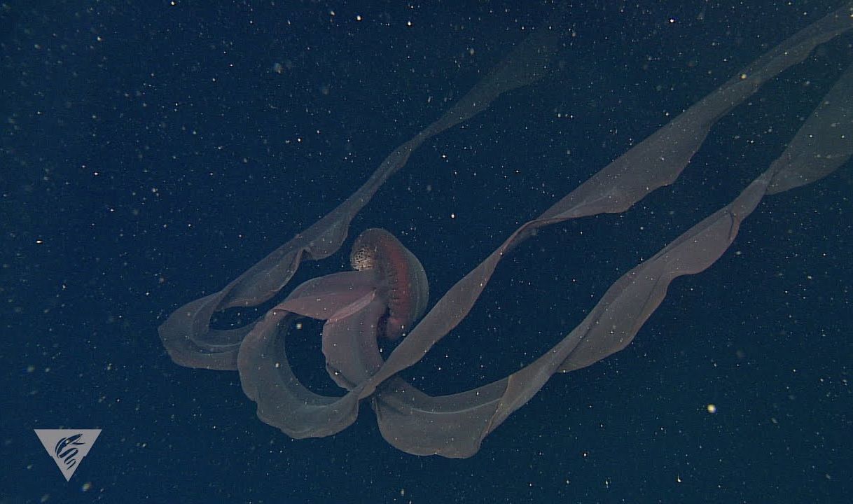 Вчені зняли на відео гігантську медузу: її мацаки досягають 10 метрів